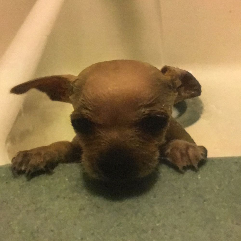 Meet your Posher, Lupe